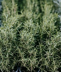 Herbs